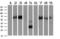 Neuroplastin antibody, TA504319S, Origene, Western Blot image 