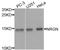 Neurogranin antibody, A8444, ABclonal Technology, Western Blot image 