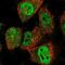 GTF2I Repeat Domain Containing 1 antibody, NBP1-91973, Novus Biologicals, Immunocytochemistry image 