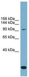 Solute Carrier Family 12 Member 4 antibody, TA333951, Origene, Western Blot image 