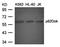 Docking Protein 1 antibody, orb14652, Biorbyt, Western Blot image 
