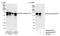Splicing Factor 3b Subunit 1 antibody, NB100-55256, Novus Biologicals, Western Blot image 