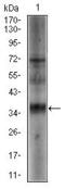 Sex Determining Region Y antibody, GTX60628, GeneTex, Western Blot image 