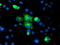 Carboxypeptidase A2 antibody, TA504645, Origene, Immunofluorescence image 