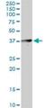 Apolipoprotein L4 antibody, H00080832-D01P, Novus Biologicals, Western Blot image 