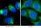 Sequestosome 1 antibody, 55274-1-AP, Proteintech Group, Immunofluorescence image 