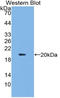 Interferon alpha-13 antibody, LS-C300351, Lifespan Biosciences, Western Blot image 