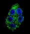 Dimethylarginine Dimethylaminohydrolase 1 antibody, abx031779, Abbexa, Immunofluorescence image 