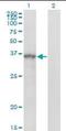 Sprouty RTK Signaling Antagonist 1 antibody, orb94680, Biorbyt, Western Blot image 