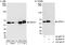 Histone Deacetylase 1 antibody, A300-713A, Bethyl Labs, Immunoprecipitation image 