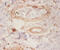 Rho GDP Dissociation Inhibitor Alpha antibody, CSB-PA00085A0Rb, Cusabio, Immunohistochemistry paraffin image 