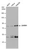 Sterile Alpha And TIR Motif Containing 1 antibody, PA5-78434, Invitrogen Antibodies, Western Blot image 