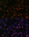 Inositol 1,4,5-Trisphosphate Receptor Type 1 antibody, 23-269, ProSci, Immunofluorescence image 