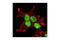 Lysine Demethylase 4A antibody, 3393S, Cell Signaling Technology, Immunocytochemistry image 