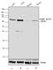 Paxillin antibody, 44-1022G, Invitrogen Antibodies, Western Blot image 