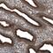 TBC1 Domain Family Member 23 antibody, NBP1-90420, Novus Biologicals, Immunohistochemistry paraffin image 