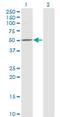 Zinc Finger MYND-Type Containing 10 antibody, H00051364-M24, Novus Biologicals, Western Blot image 