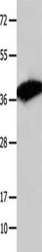 COP9 Signalosome Subunit 5 antibody, CSB-PA781273, Cusabio, Western Blot image 