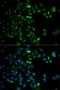 HtrA Serine Peptidase 2 antibody, LS-C334270, Lifespan Biosciences, Immunofluorescence image 