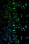 HtrA Serine Peptidase 2 antibody, LS-C334270, Lifespan Biosciences, Immunofluorescence image 