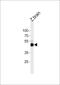 Autophagy Related 4B Cysteine Peptidase antibody, PA5-72646, Invitrogen Antibodies, Western Blot image 