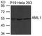 RUNX Family Transcription Factor 1 antibody, GTX50779, GeneTex, Western Blot image 