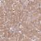 SH2 Domain Containing 6 antibody, HPA053873, Atlas Antibodies, Immunohistochemistry frozen image 