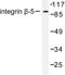 Integrin Subunit Beta 5 antibody, LS-C176081, Lifespan Biosciences, Western Blot image 