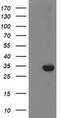 Zinc Finger AN1-Type Containing 2B antibody, MA5-25441, Invitrogen Antibodies, Western Blot image 