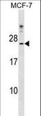 Cytochrome B5 Domain Containing 1 antibody, LS-C159425, Lifespan Biosciences, Western Blot image 