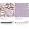 ATP Synthase Peripheral Stalk Subunit OSCP antibody, NBP2-32602, Novus Biologicals, Immunohistochemistry paraffin image 