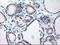 TBC1 Domain Family Member 21 antibody, NBP2-01311, Novus Biologicals, Immunohistochemistry frozen image 