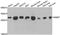 Nicotinamide N-Methyltransferase antibody, A6673, ABclonal Technology, Western Blot image 