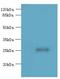 Uncharacterized protein C16orf48 antibody, LS-C379456, Lifespan Biosciences, Western Blot image 