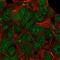 Kinase D Interacting Substrate 220 antibody, NBP1-88995, Novus Biologicals, Immunocytochemistry image 