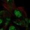 Von Willebrand Factor A Domain Containing 5A antibody, NBP2-56919, Novus Biologicals, Immunocytochemistry image 