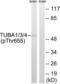 Tubulin Alpha 1a antibody, abx012730, Abbexa, Western Blot image 