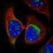 Zinc Finger Protein 404 antibody, HPA063607, Atlas Antibodies, Immunofluorescence image 