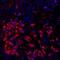 V-Set Immunoregulatory Receptor antibody, NBP2-76406, Novus Biologicals, Immunofluorescence image 