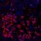 Platelet receptor Gi24 antibody, NBP2-76406, Novus Biologicals, Immunofluorescence image 