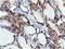 RB Binding Protein 9, Serine Hydrolase antibody, LS-C115638, Lifespan Biosciences, Immunohistochemistry frozen image 
