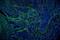Vinculin antibody, A01207-1, Boster Biological Technology, Immunofluorescence image 
