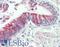 Trafficking Protein Particle Complex 6A antibody, LS-B8592, Lifespan Biosciences, Immunohistochemistry paraffin image 