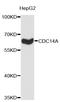 Cell Division Cycle 14A antibody, STJ23021, St John