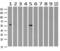 Serine/Threonine Kinase 3 antibody, GTX83546, GeneTex, Western Blot image 