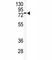 Serine/threonine-protein kinase tousled-like 2 antibody, F40173-0.4ML, NSJ Bioreagents, Western Blot image 