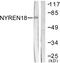 Negative Regulator Of Ubiquitin Like Proteins 1 antibody, LS-C118607, Lifespan Biosciences, Western Blot image 