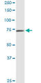 Calpain 9 antibody, LS-C134030, Lifespan Biosciences, Western Blot image 