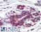 ELOVL Fatty Acid Elongase 5 antibody, LS-A8398, Lifespan Biosciences, Immunohistochemistry frozen image 