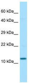 Selenoprotein F antibody, TA346588, Origene, Western Blot image 